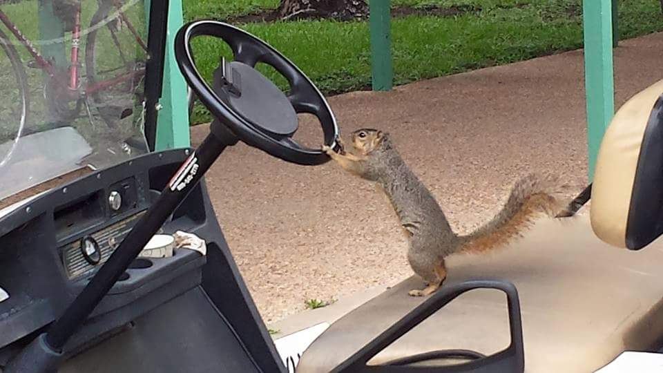 RiceGSA's tweet photo. Squirrels @RiceUniversity have important places to be! #CampusSquirrels https://t.co/0JdjyVJaO5