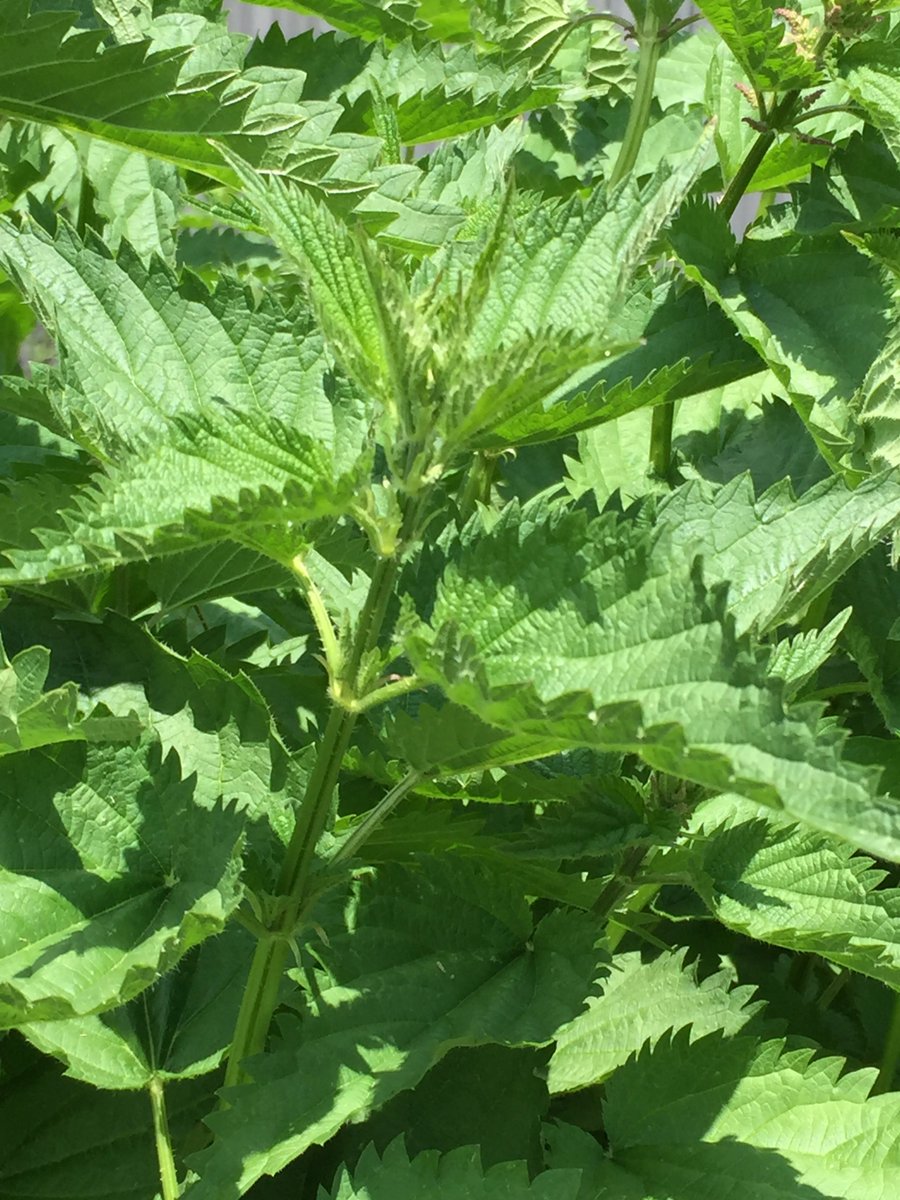 Nettle used in our #biodynamic preparations.  Along with willow, nettle makes a tea to deter leaf hoppers.