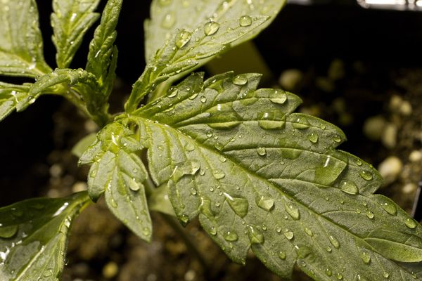 [Blog #Dinafem] When to germinate your seeds for outdoor growing? ow.ly/BDiH300a1mV