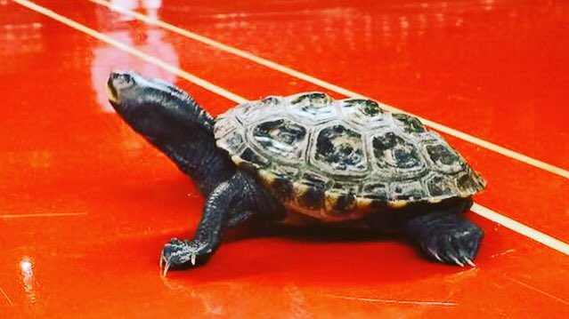 umterps's tweet photo. Happy National Diamondback Terrapin Day!

#FlashbackFriday https://t.co/KUKilgyQCr