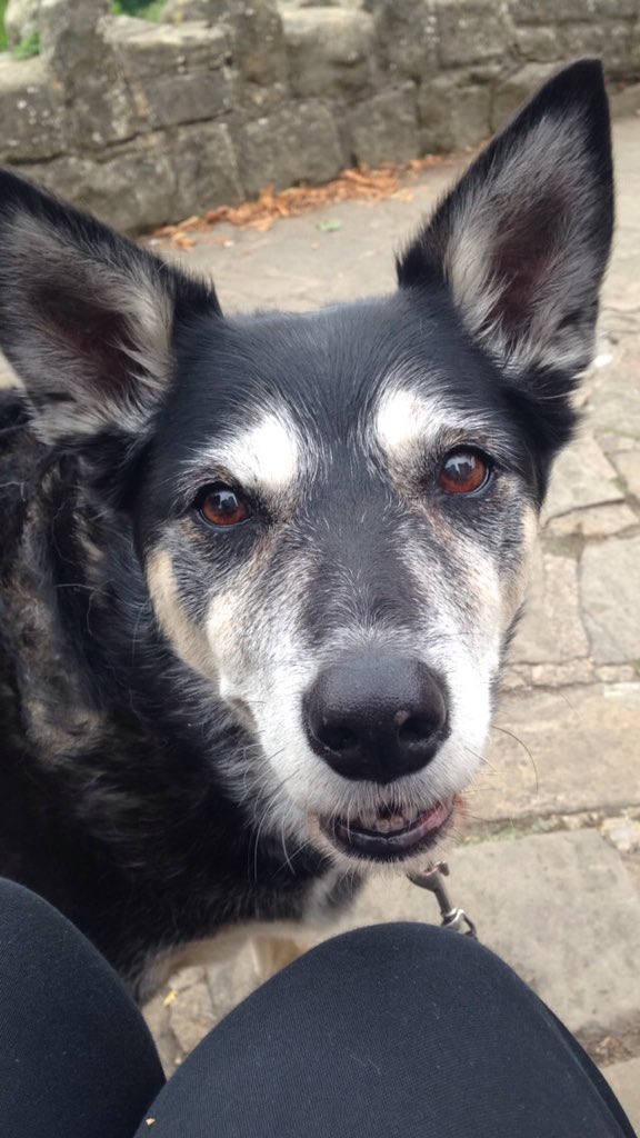 raeidek's tweet photo. Goodbye old friend 💖🐶 https://t.co/dAFHtPwv3o