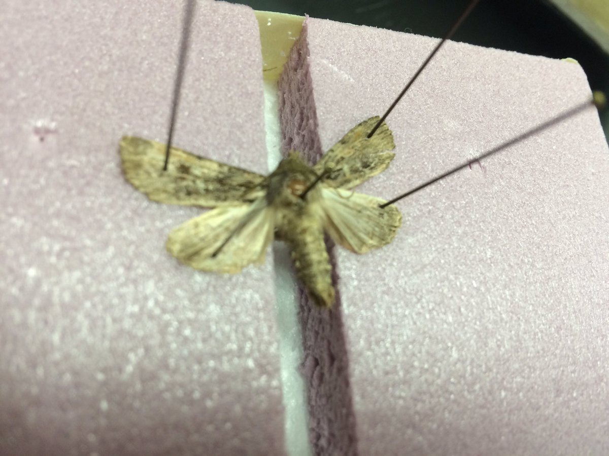 rsvoigt's tweet image. So are we ready for a lesson on pinning 4 our #mothproject? @realPeterWhite asks @MMS_ELPS 6th gr. @MSUCollegeofEd