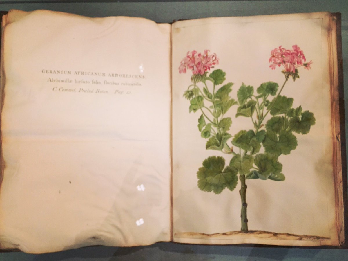 Tulip Book, c.1640-1700 by Judith Leyster.

#JudithLeyster #tulip #tulipmania #flower #FransHalsMuseum