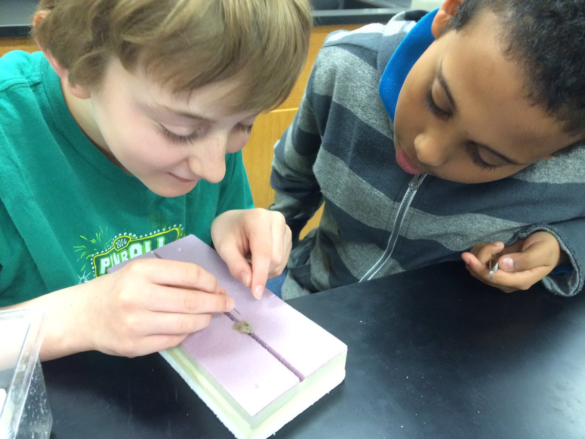 rsvoigt's tweet image. 6th grade Ss @MMS_ELPS have fun pinning their #mothproject w @realPeterWhite