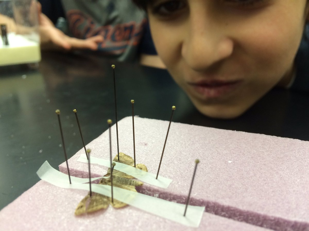 rsvoigt's tweet image. 6th grade Ss @MMS_ELPS have fun pinning their #mothproject w @realPeterWhite