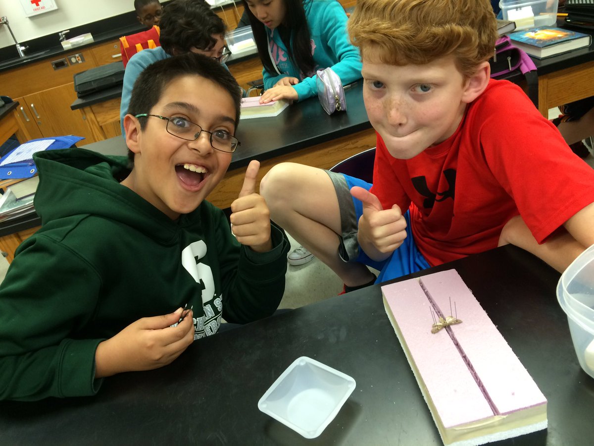 rsvoigt's tweet image. 6th grade Ss @MMS_ELPS have fun pinning their #mothproject w @realPeterWhite