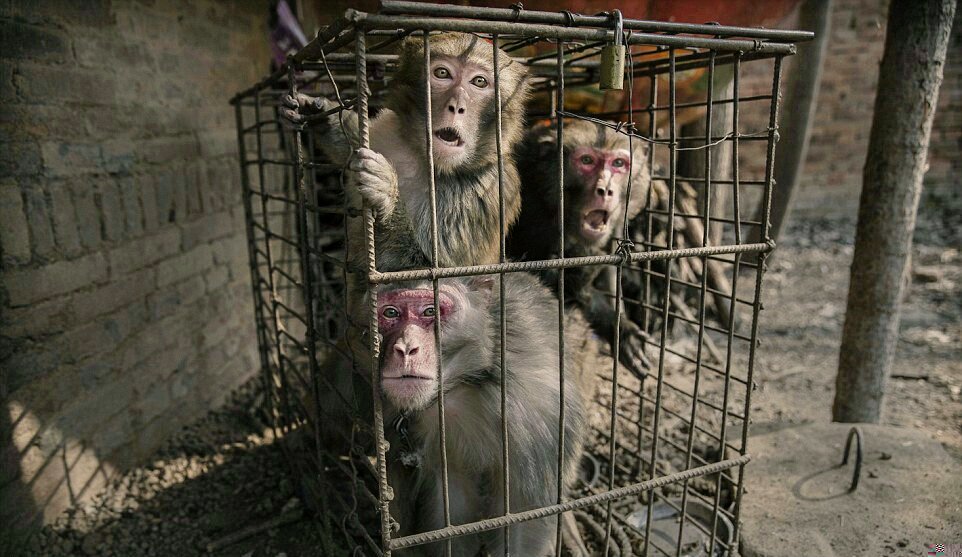 Гуманное отношение к живо ныс. Животное в клетке. Содержание животных в цирке. Клетки для животных в цирке. Обезьяна в клетке.