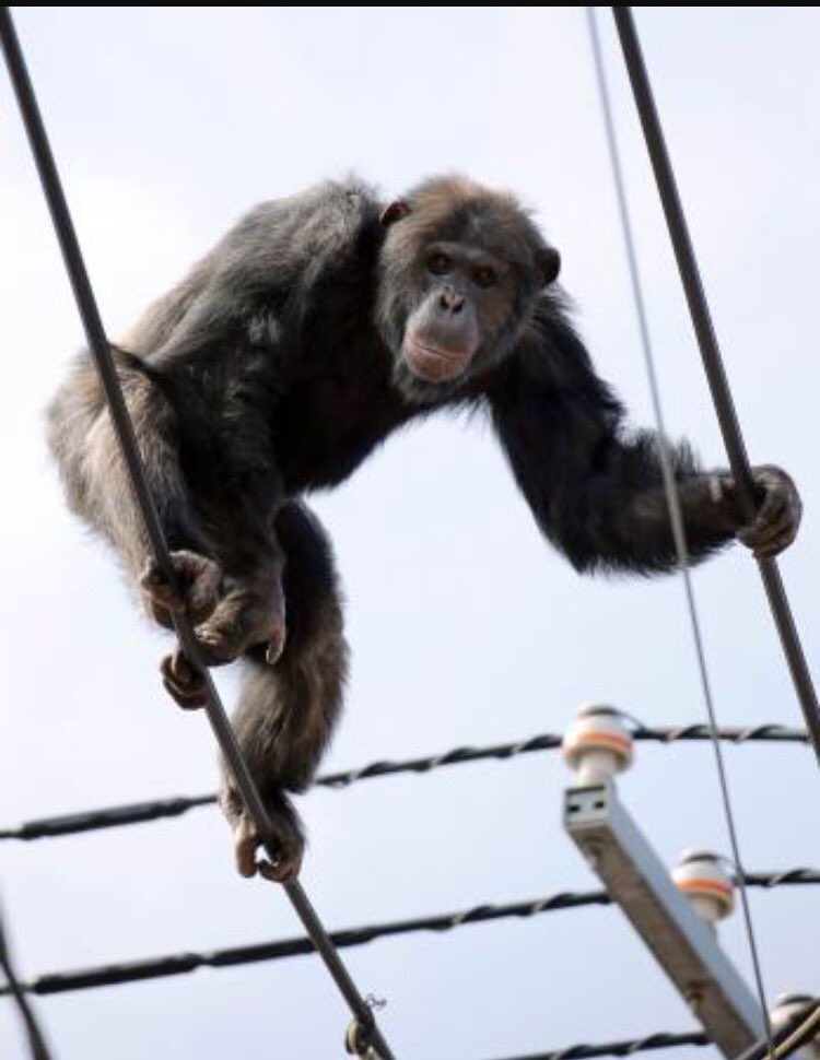 Official_LMBlog's tweet photo. LOST: Chimpanzee named Marv. Missing for 2 hours. Contact @AielloTony if you have info. https://t.co/04zGbDNVvP