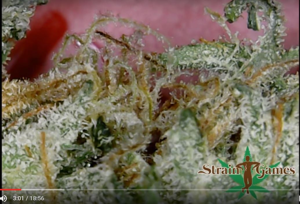 RavenHerbal's tweet photo. Here is what our White Russian strain looks like under the microscope https://t.co/ULMAyxcU4r