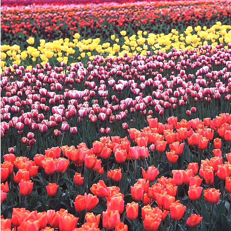 Top5Ottawa's tweet photo. April showers bring May flowers. TOP 5 places to view @CdnTulipfest #613 #myottawa #tulip https://t.co/PDRa7qwYHT https://t.co/3vOsMF6BYV