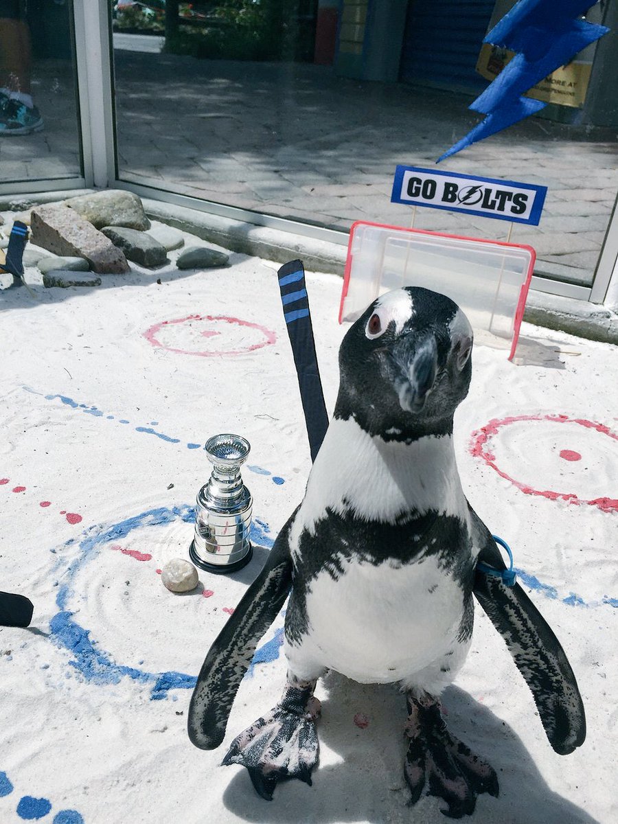 TBLightning's tweet photo. The only penguins we like. #GoBolts https://t.co/cMpjyoVY9i
