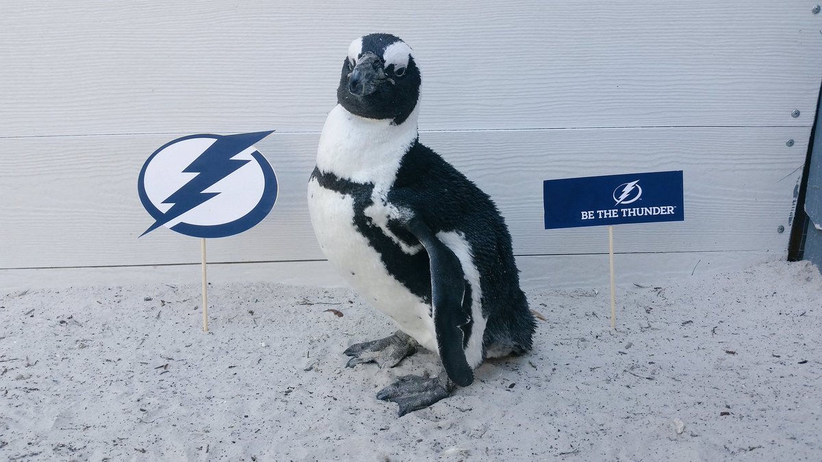 TBLightning's tweet photo. The only penguins we like. #GoBolts https://t.co/cMpjyoVY9i