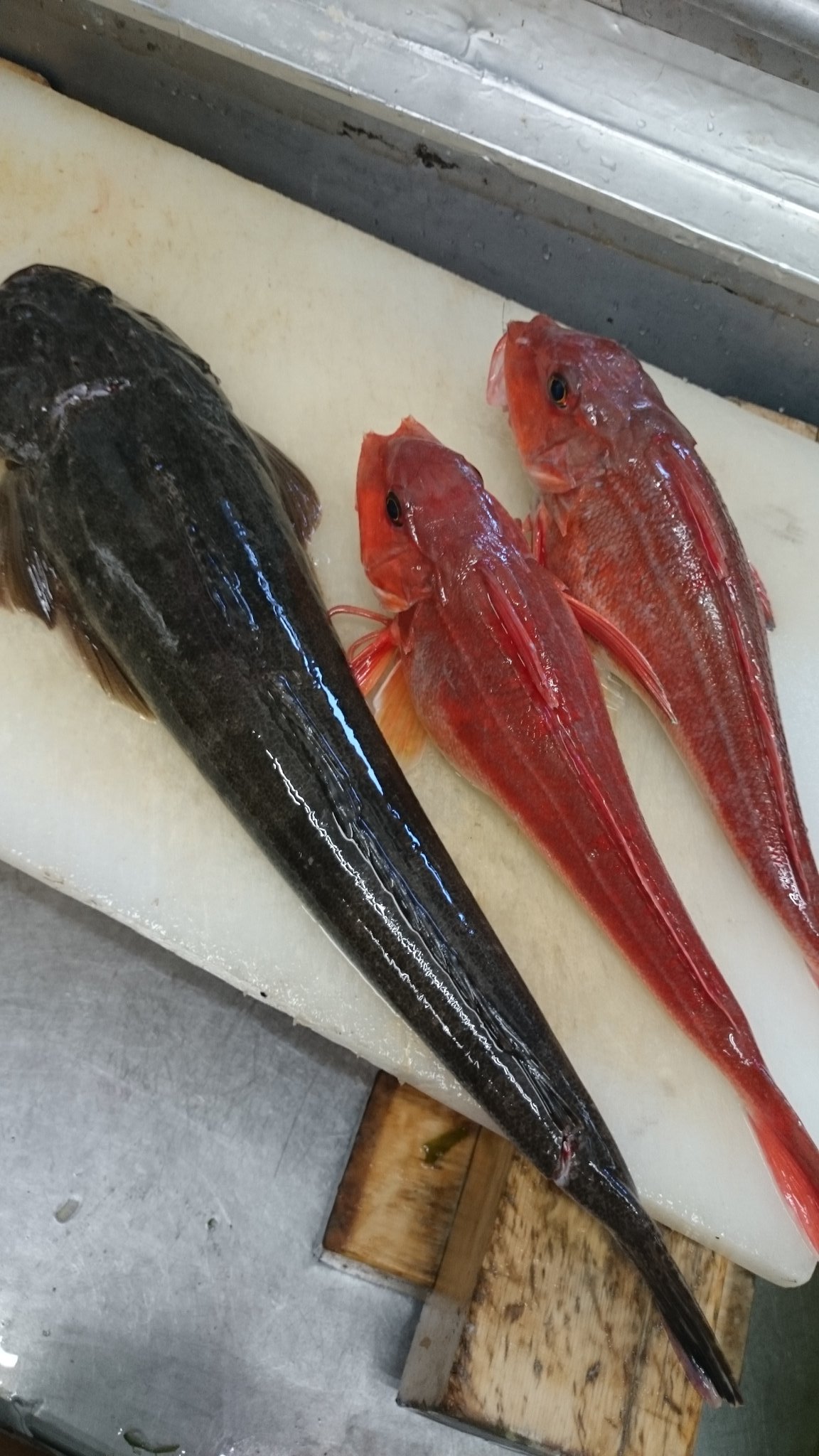 Daikansou 今朝 獲れたて魚です コチ 赤いのはホウボウかと 思いきや違うらしい カナガシラだそうです T Co Gnubhhjwak Twitter
