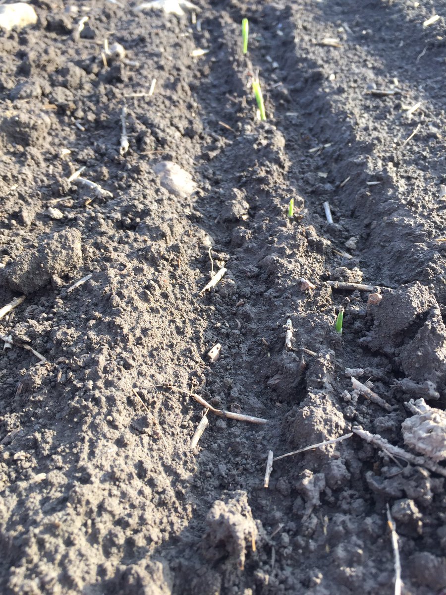 Planted Apr. 30th #pokinthru