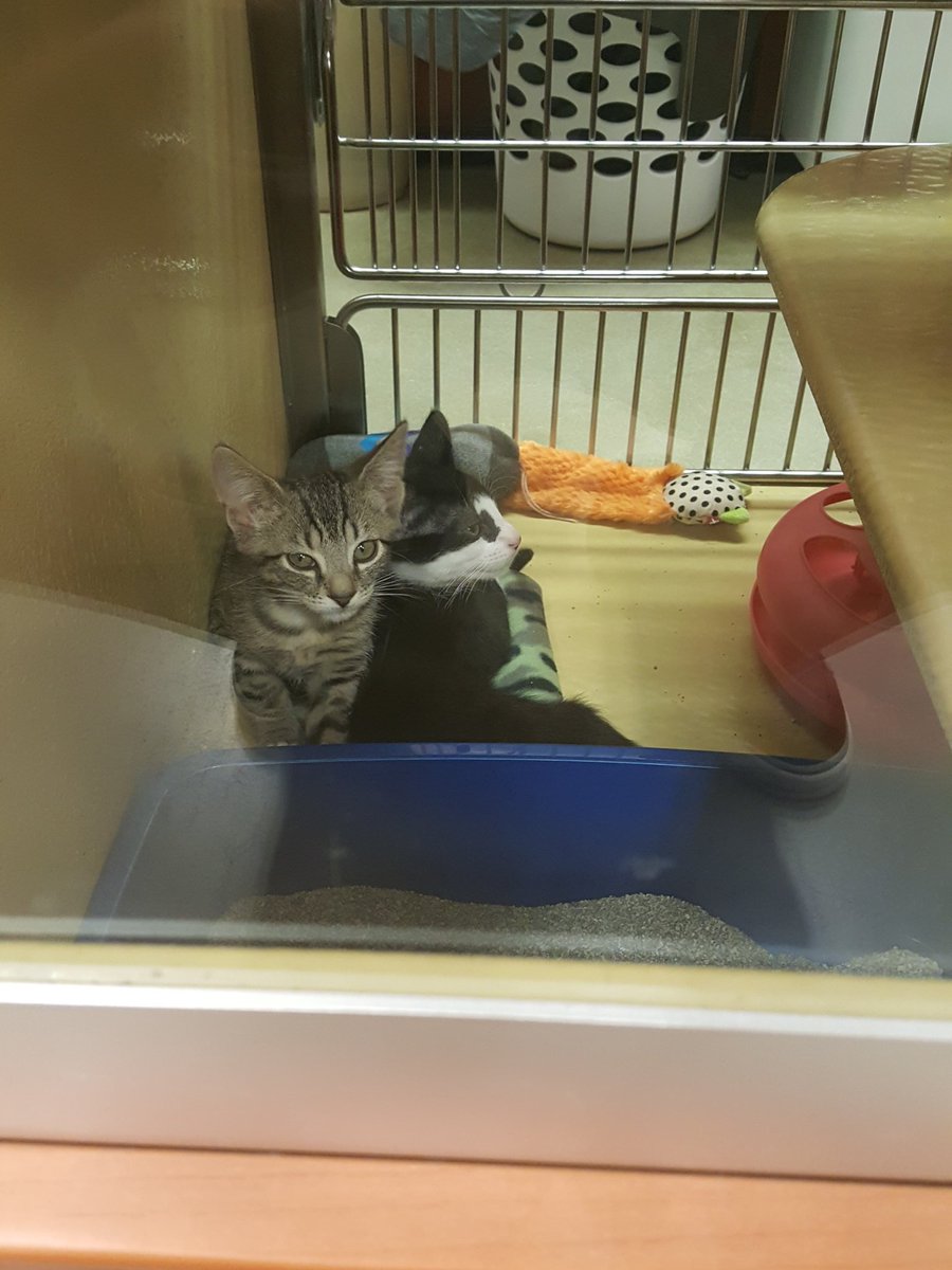 PetsmartLakeCity tweet media