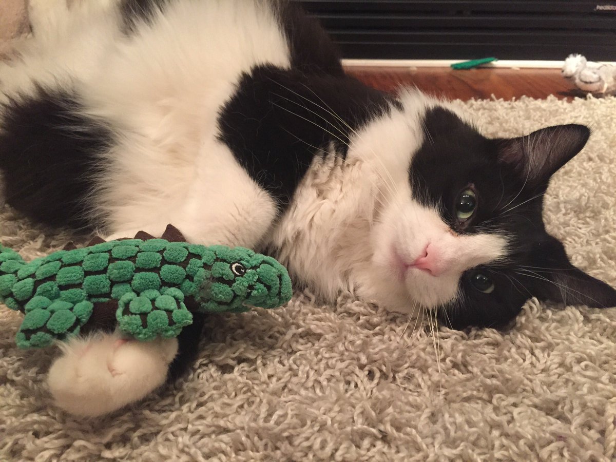 Eddie would love #mededday2016 <a href="/sharonmdoucet/">sharon doucet</a> 😉