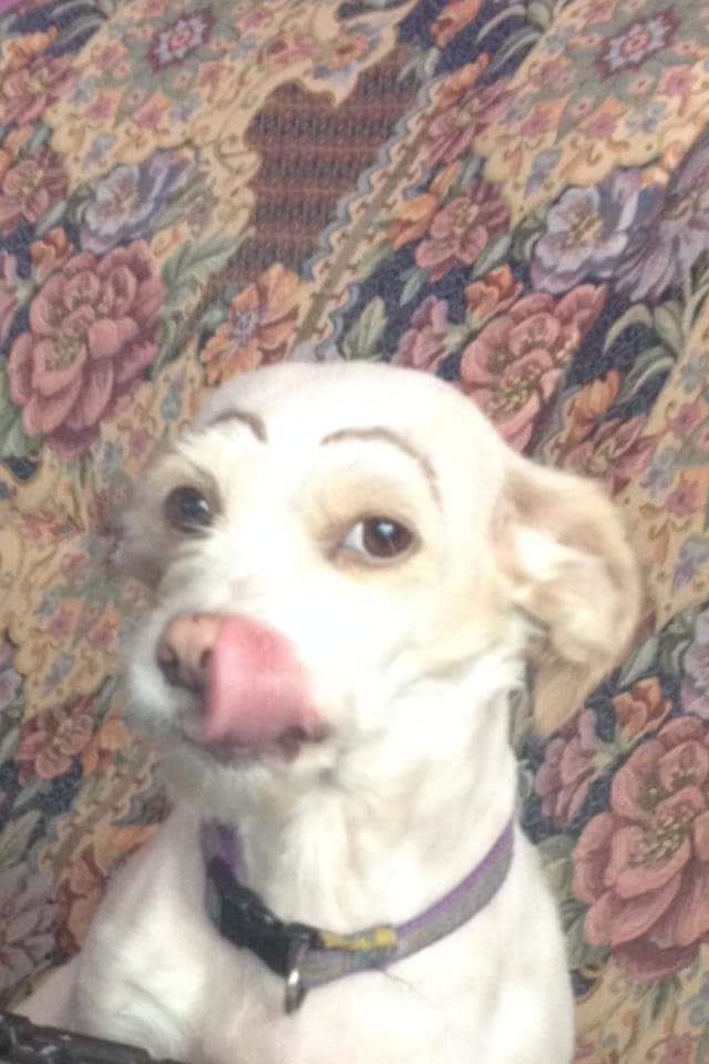 HijadeHelghan's tweet photo. Una vez mi prima le pintó cejas a la perra. Para que veáis que no soy la única monguer de la familia. https://t.co/HB0eCHqOwb