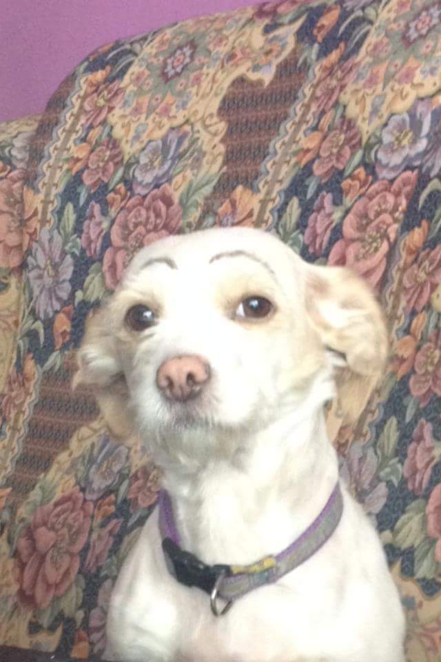 HijadeHelghan's tweet photo. Una vez mi prima le pintó cejas a la perra. Para que veáis que no soy la única monguer de la familia. https://t.co/HB0eCHqOwb