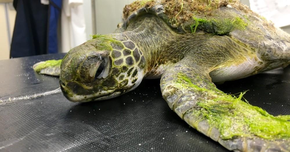 mdsmith75's tweet image. Make sure Conch &amp;amp; friends have a future in our oceans - sot.ag/53xRk