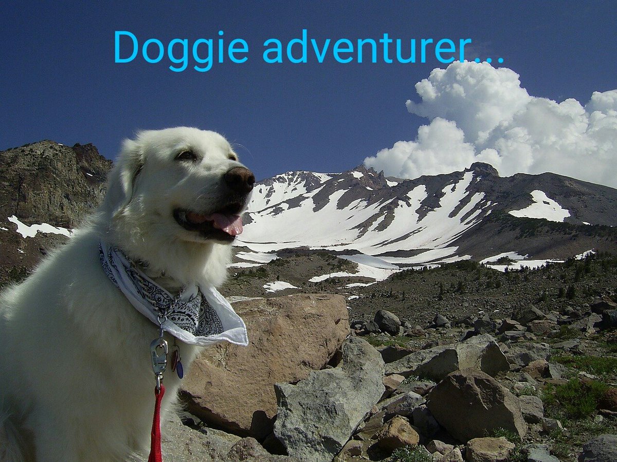 UKUSCAdoggie's tweet image. Any exciting doggie adventures planned for this weekend?
#weekendplans #timeforsomefun #dogsarefamily #dogs