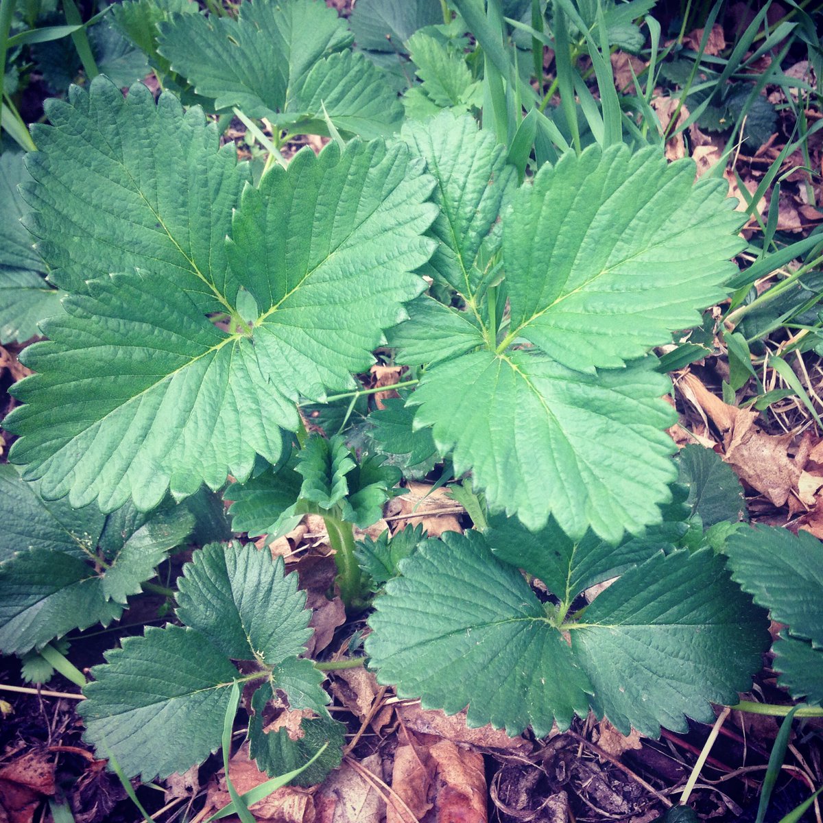 2nd year strawberries are coming back full force!