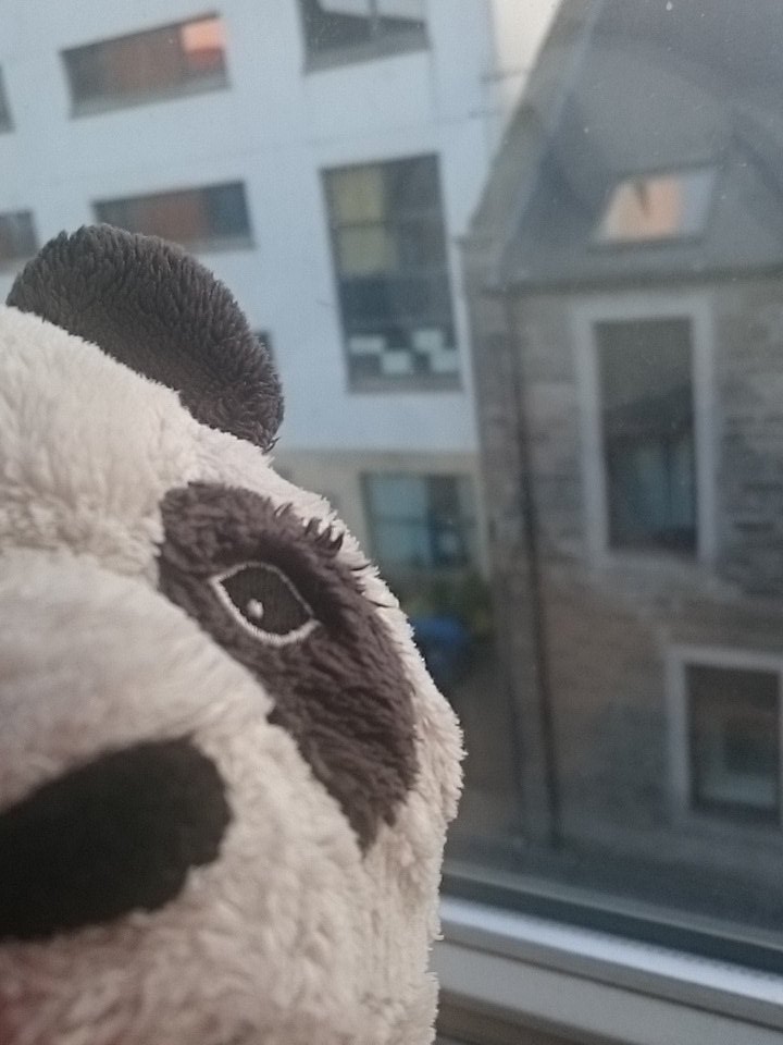 lesthepanda's tweet photo. @eveupyoursleeve hello neighbour will you be my friend #leslovesyou https://t.co/7IF3NSQdlJ