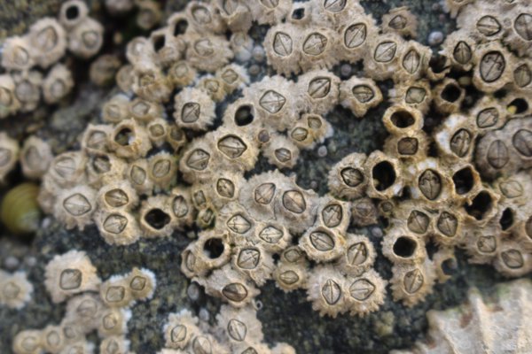 oceansproject's tweet photo. Acorn barnacles on the beach #seaside #oceansproject #nature #education #kids https://t.co/QksjCjIq6C