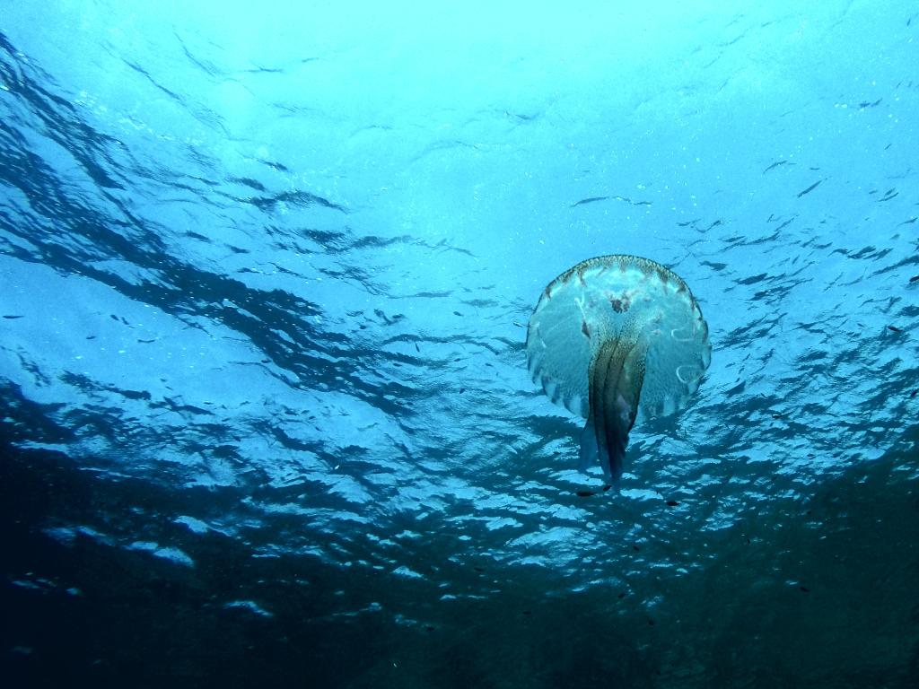 Upplevelseresan's tweet photo. Best diver shots from today. Time to go to bed and do it all over again tomorrow.
#travel #malta #gopro #WhyIDive https://t.co/waTQYiZxOe