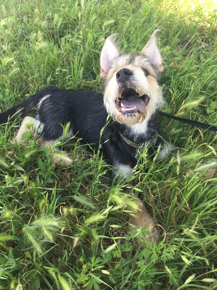 Oso_Shanks's tweet photo. My perfect date is a long walk through a field followed by slobbery kisses. Any takers? https://t.co/aWx7aQcfcu