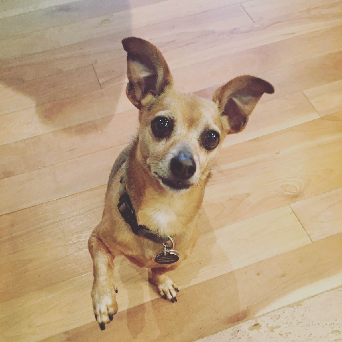 springad's tweet image. Just the Spring office manager making his daily rounds to check if we are on task... And if we have any food