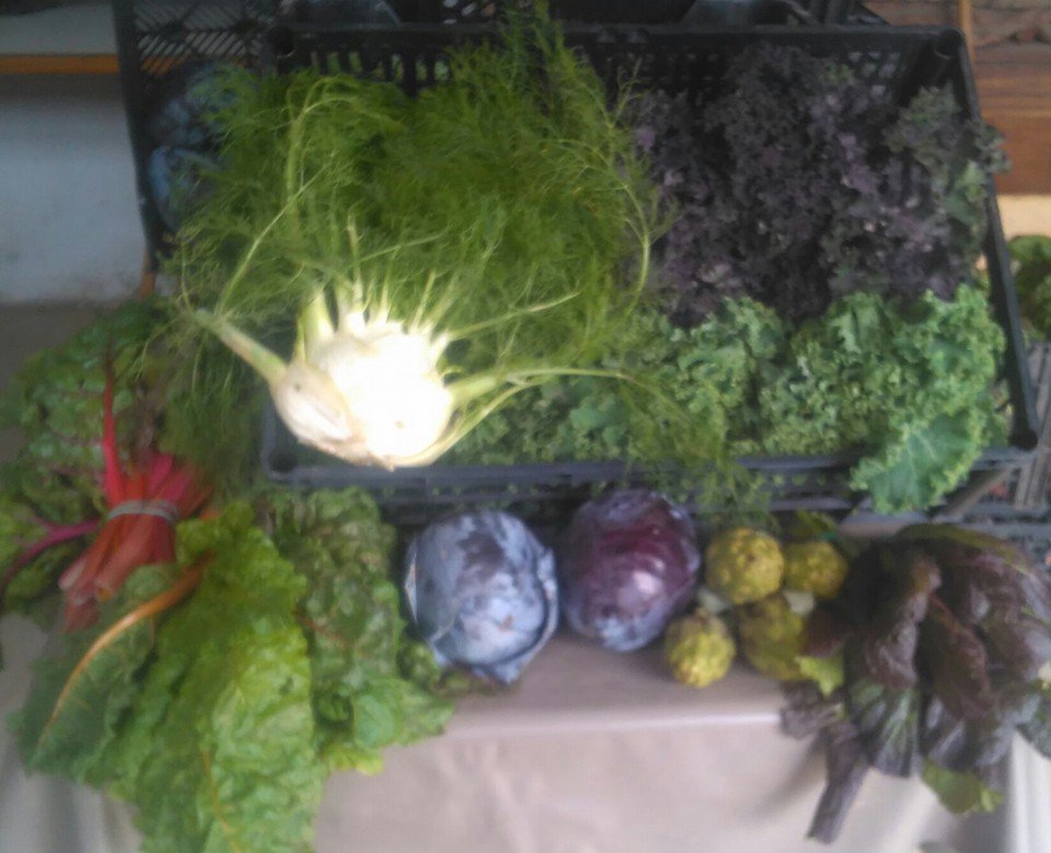 CalPastera's tweet photo. Preparant la collita per demà al Mercat de la terra @slowfoodbcn #carxofa #fonoll  #colKale  #bleda i mes #slowfood https://t.co/sBHcjvZu3C