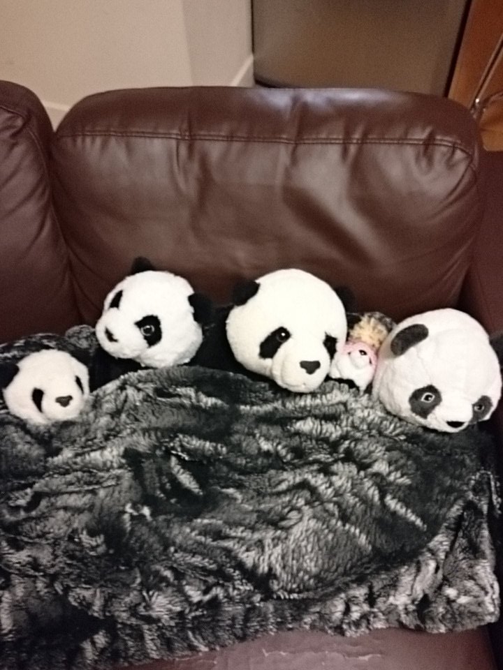 lesthepanda's tweet photo. bedtime for pandas https://t.co/5Xixll4h37