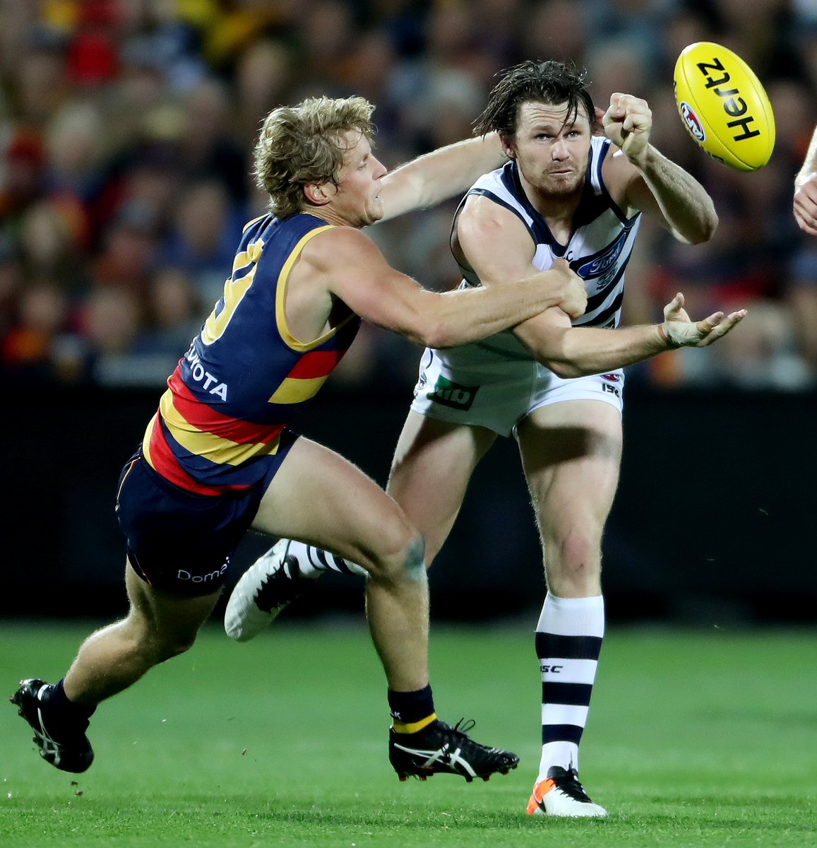 caljamma's tweet photo. @dangerfield35 battles mate @rorysloane9 at the @TheAdelaideOval @GeelongCats @Adelaide_FC @theTiser https://t.co/zTC9IVswtF