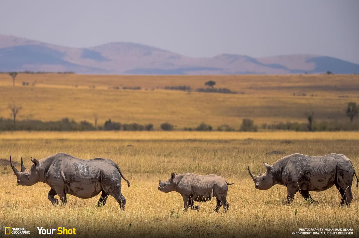 Group Of Rhinos 8