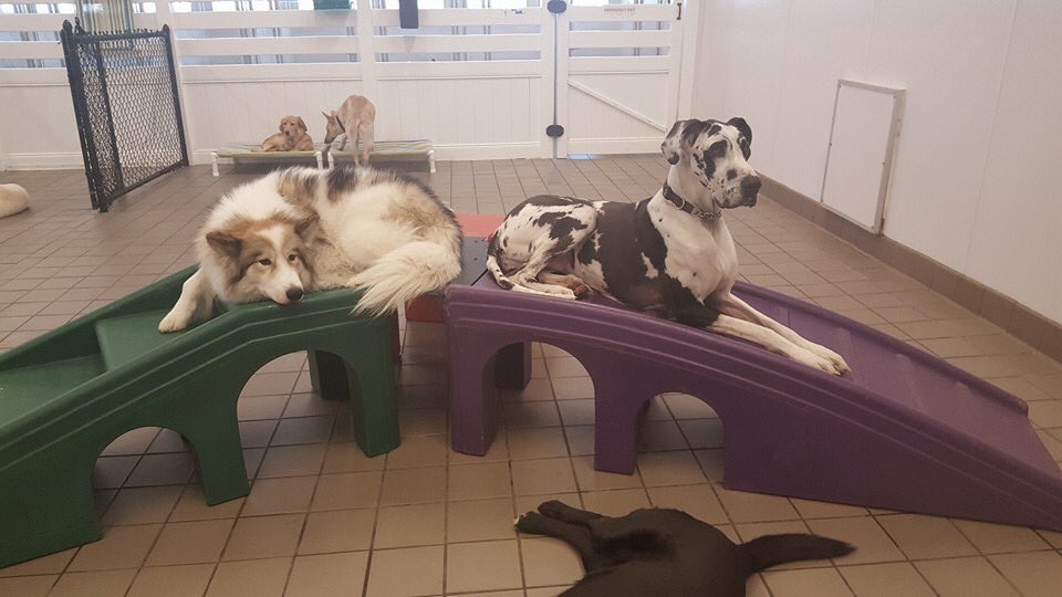 Pet Hotel Hadley (PetHotelHadley) Twitter