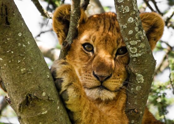 TravelRedBook's tweet photo. Take a #safari in the most beautiful country in Africa - #Tanzania. 🐅🐆 @audleytravel #wildlife #travel #Africa https://t.co/9HqYR284Go