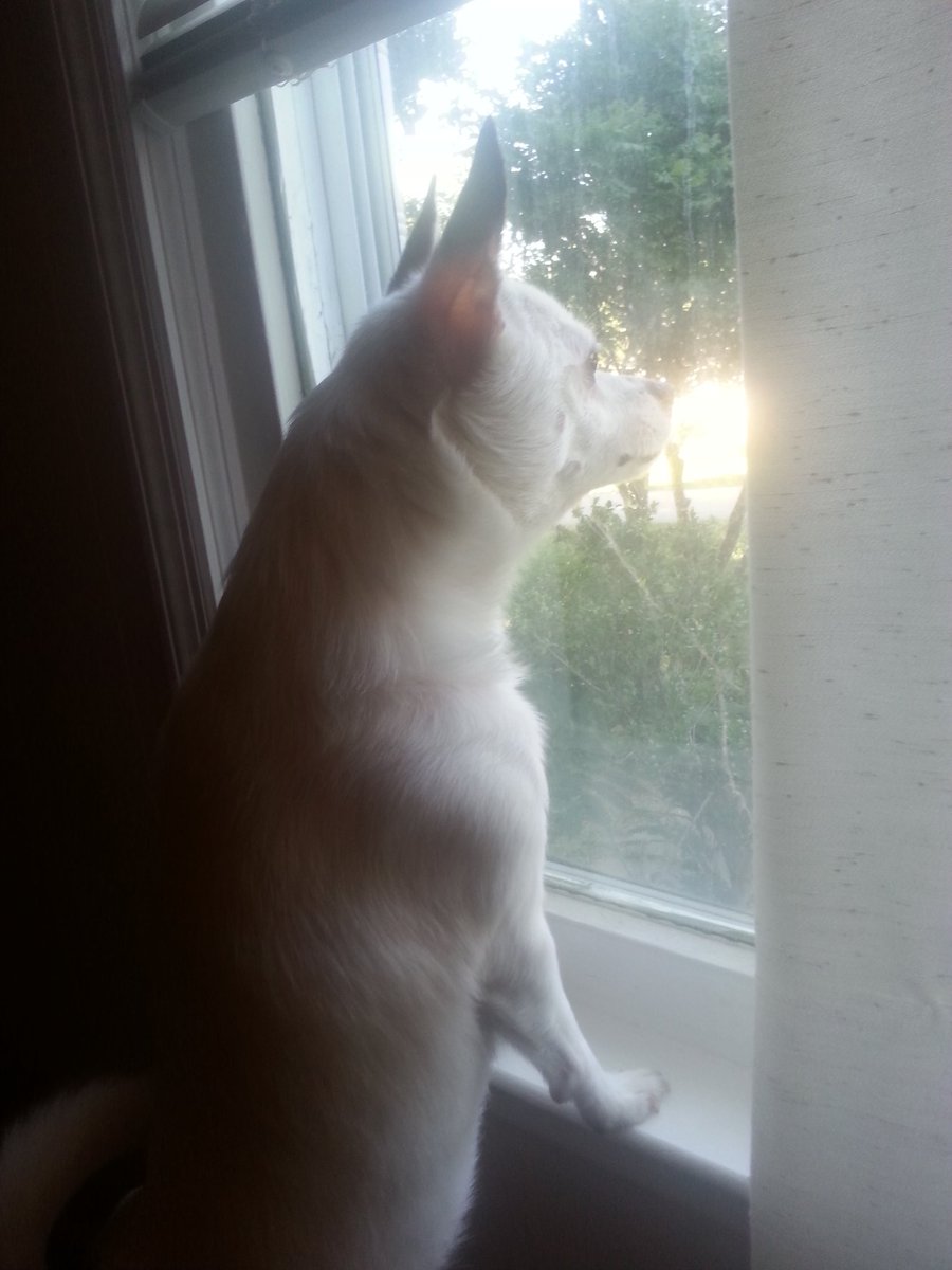 picodyllie's tweet photo. My #adorable #dog loves #lookingoutthewindow and barking at what he sees. https://t.co/MCCANGn91s