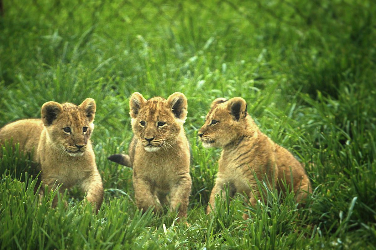 HogleZoo's tweet image. K gang-cubs debut Monday, May 16, 9a. They'll be out daily from 9-3p. Keepers may need to move them around at times.