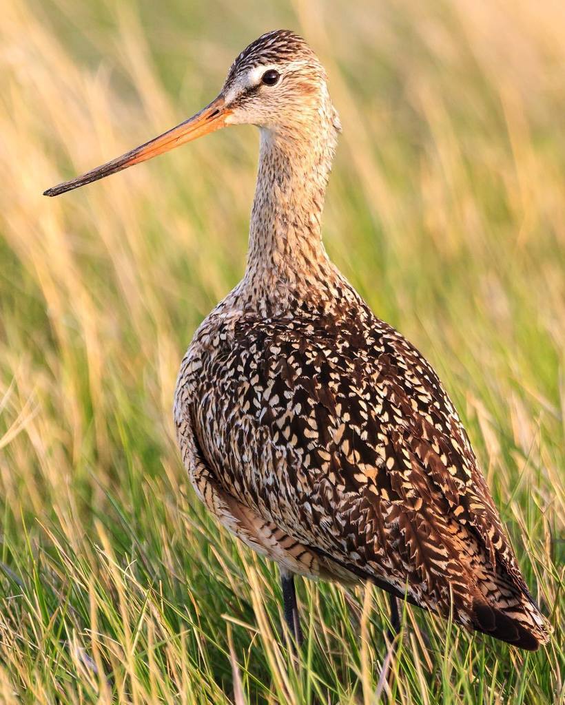 MontanaImgs's tweet photo. Marbled Godwit, Benton Lake NWR #montana #bentonlakenwr #nationalwildliferefuge #centralmo… https://t.co/0ncVTkEw4H https://t.co/zFodNqL5Pd