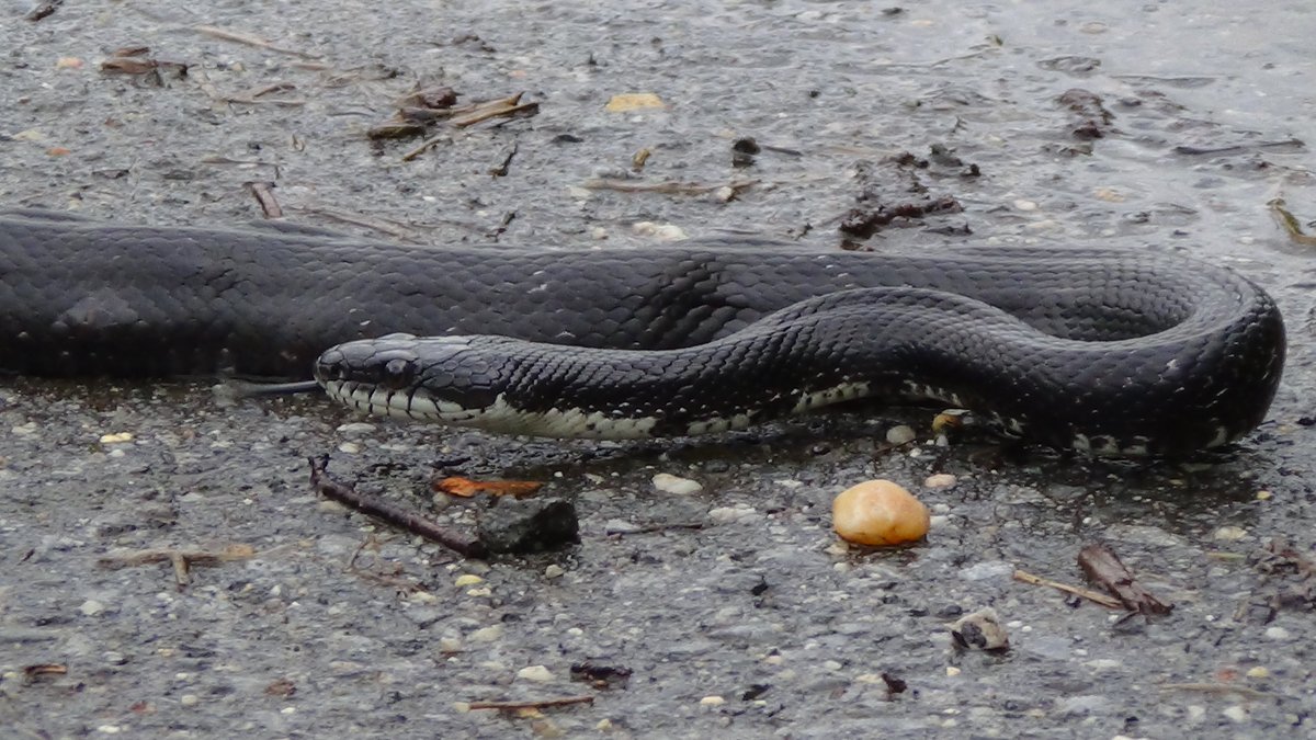 Desiree L Narango Phd On Twitter Found This Sweet Rat Snake In