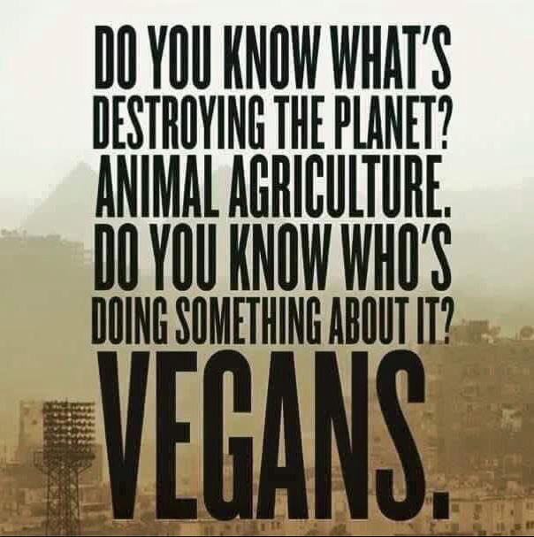 VeganArtists's tweet image. @GMWeHo @CafeGratitude Eating meat is a personal choice but owning vegan restaurants and murdering cows is monstrous