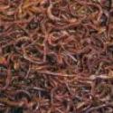 OrderYourDomain's tweet image. Red wiggler worms Alabama Jumpers, European nightcrawlers for garden, fishing, composting... ow.ly/29AO300bcru