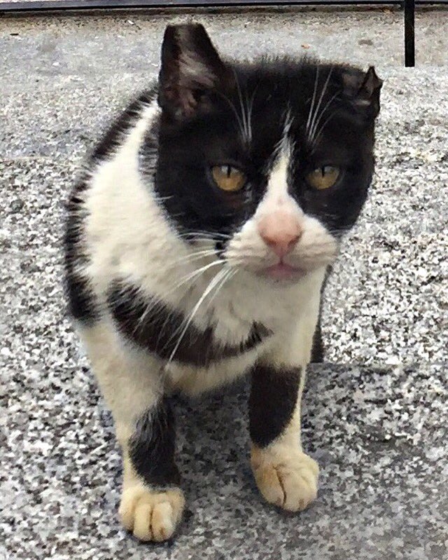 bryanmouque's tweet image. Porfavor no se olviden de todos los amiguitos(as) que necesitan su ayuda 🙏  instagram.com/p/BFXnaD6mUPH/