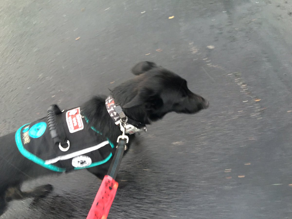 sd_benson's tweet photo. Getting really tired of the rain 😩 But went out to dinner with @dtmags6 tonight. I was a good boy while Mom &amp; T ate. https://t.co/F6u94ST6wu