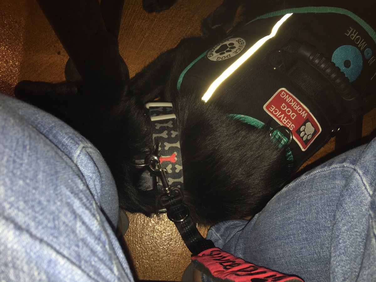 sd_benson's tweet photo. Getting really tired of the rain 😩 But went out to dinner with @dtmags6 tonight. I was a good boy while Mom &amp; T ate. https://t.co/F6u94ST6wu