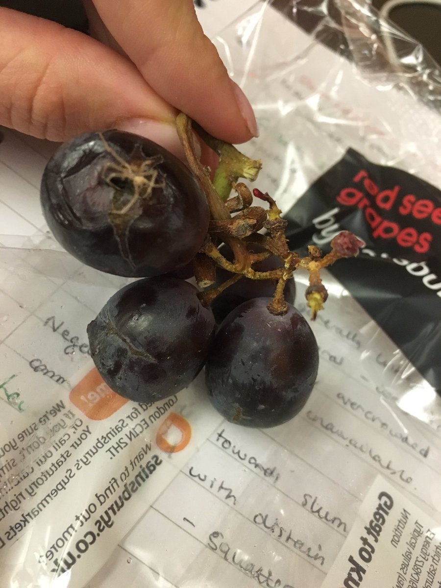 Claire_Chubb's tweet photo. When there's an actual spider growing in your grapes 😷 #notidealforlatenightlibrarysession @sainsburys https://t.co/qlo8x2P5l3