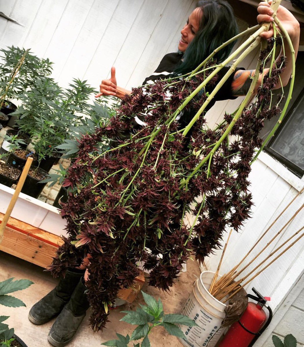 OpuffO2's tweet photo. Holy shit, @missradreefer! #purple #puffyeah #ganjagirls #weedstagram420 #weedphotography #ganja #weed #cannabis https://t.co/NNEss1MesC