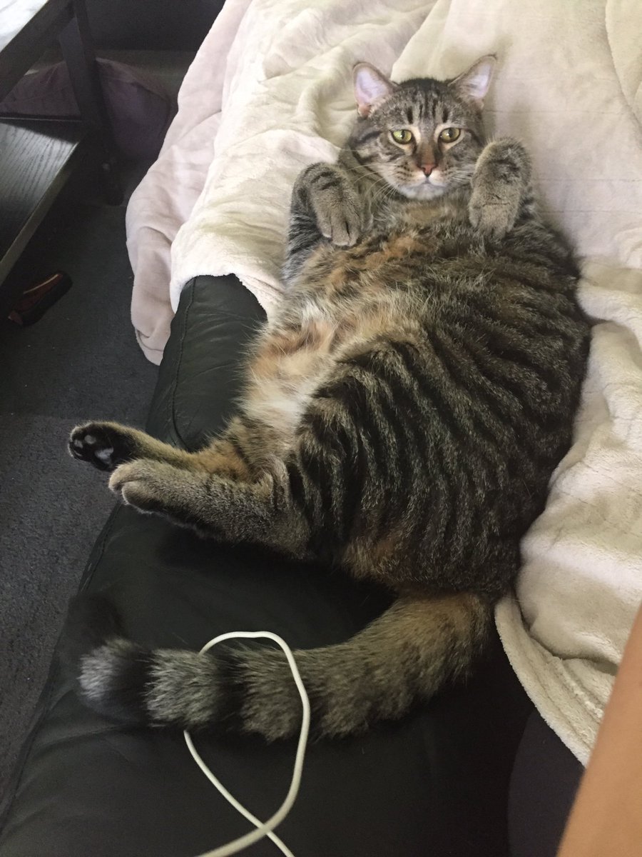 ShelliReinhardt's tweet photo. Diet starts Monday! #summerscoming #putdownthefork #workout #getfit #barre #yogachick #cardiofreak https://t.co/DVnRsTwtP6