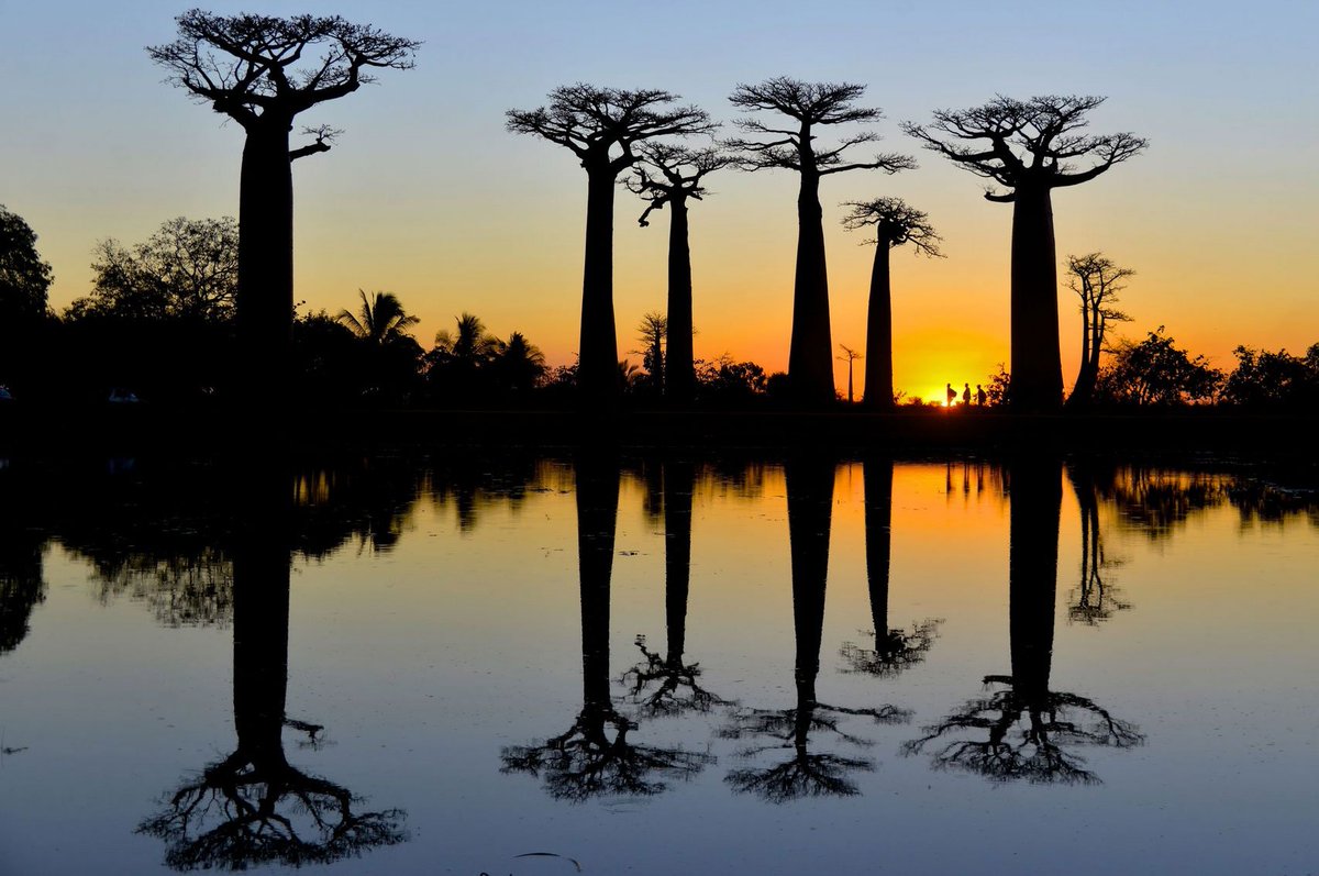 Guide_To_Travel's tweet image. Avenue of the Baobabs, Madagascar.