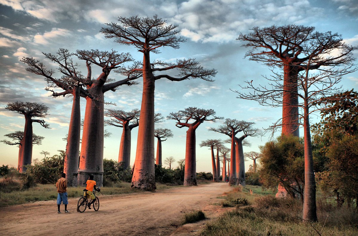 Guide_To_Travel's tweet image. Avenue of the Baobabs, Madagascar.